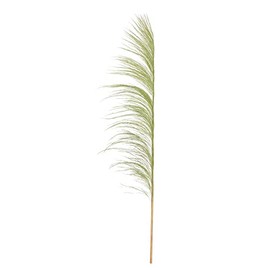 Vickerman 688090-60-72" Basil Uva Palm Spray 10/Bunch (H2UVA105) Dried and Preserved Palms