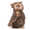 Owl No. 4465 