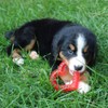 SmartPetLove Snuggle Puppy Teething Toys - Naturally Soothe and Provide