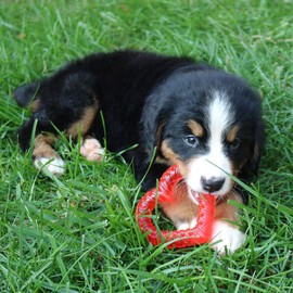 SmartPetLove Snuggle Puppy Teething Toys - Naturally Soothe and Provide Relief with Ice (Heart Shaped)