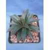 Crazy H Cactus "Bella" Mangave 3"+ STARTER Plant Agave &
