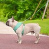 BINGPET Adjustable Dog Vest Harness and Leash Set,No Pull &