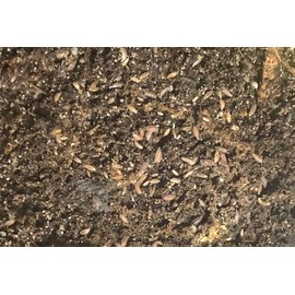 Bugzy Bugs Dwarf Purple Isopods 25 Count Trichoniscidae Sp. Bioactive Feeders Clean Up Crew for Terrarium Vivarium Calcium Source for Reptiles Gecko Frogs and Amphibians