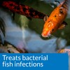 API POND MELAFIX Pond Fish Bacterial Infection Remedy, Safe For