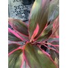 Cordyline Red Sister Live Plant, 3 Gallon Pot, 25-30 Inches