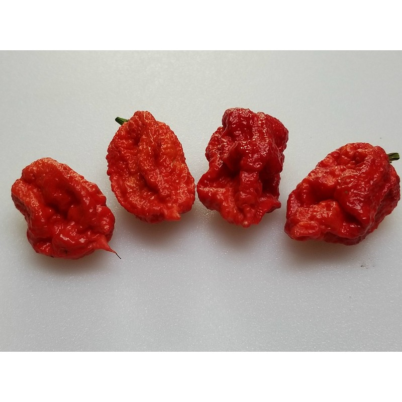Skunk Red Hot Pepper 10+ Seeds
