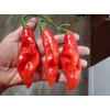 Trinidad Pimento Pepper 10+ Seeds
