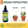 Gardenera Premium Nutritional Plant Food Spray for MANGO - Balanced