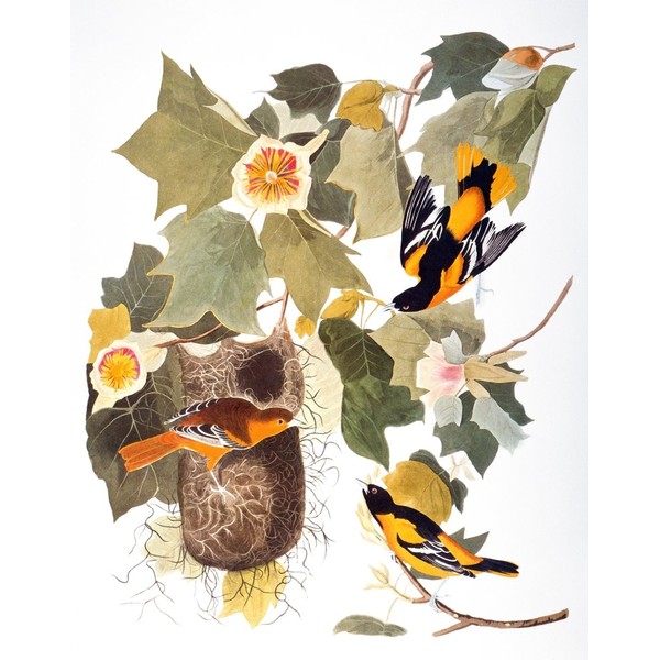 Audubon Oriole Nnorthern Or Baltimore Oriole (Icterus Galbula) From John