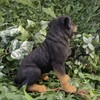 Vivid Arts - Rottweiler - XRL-ROTT-D