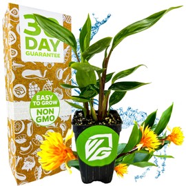 Golden Brush Dwarf Ginger - Burbidgea schizocheila by Wellspring Gardens Starter Plant - Houseplant for Indoor and Outdoor Garden Planting - Rhizomes, Indoor Potted Plant, Spice, Gingerroot