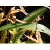 Fresh Giant Bristlegrass Setaria magna 1-gram Native Grass Birds Fresh