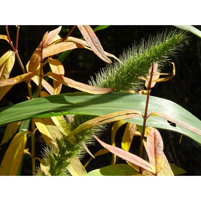 Fresh Giant Bristlegrass Setaria magna 1-gram Native Grass Birds Fresh