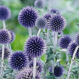 2 Globe Thistle Plant (Echinops ritro) Flowers Plant,Root