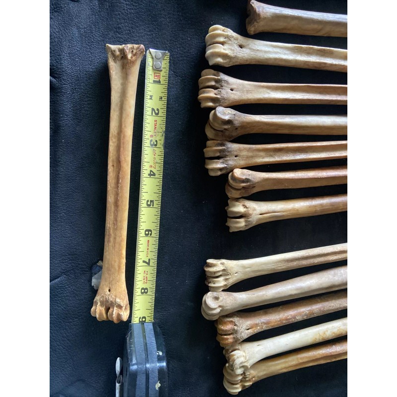 Unbranded 1 Antelope leg bone , Real Bone, Natural, ONE