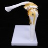 1:1 Life Size Human Anatomy Shoulder Joint Model Shoulder Blade