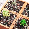 Doter Succulent and Cactus Soil Potting Mix 1.1 LBS, Bonsai