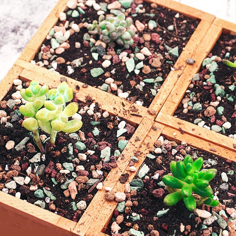Doter Succulent and Cactus Soil Potting Mix 1.1 LBS, Bonsai