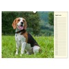 Beagle - Heart on 4 Paws (Wall Calendar 2025 DIN