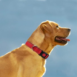 Taglory Reflective Dog Collar with Safety Locking Buckle, Adjustable Nylon Pet Collars for Large Dogs Female Male, Red, L