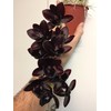 Orchiata Pine Bark for Orchids, Aroids and Tropicals - Classic