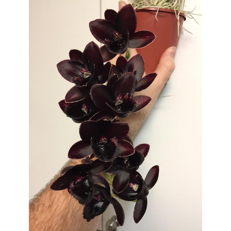 Orchiata Pine Bark for Orchids, Aroids and Tropicals - Classic