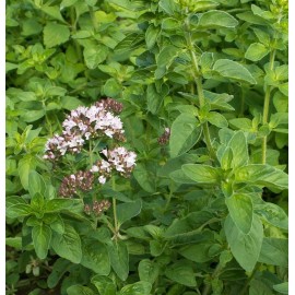 The Gardening World 1000 Italian Oregano Seeds Culinary Herb Heirloom