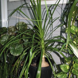 Park Seed Ponytail Palm Seeds, Pack of 20 Seeds – Long-Lived Tropical Evergreen, Succulent with Swollen Trunk, Attracts Pollinators, Ideal for Indoor and Outdoor Use