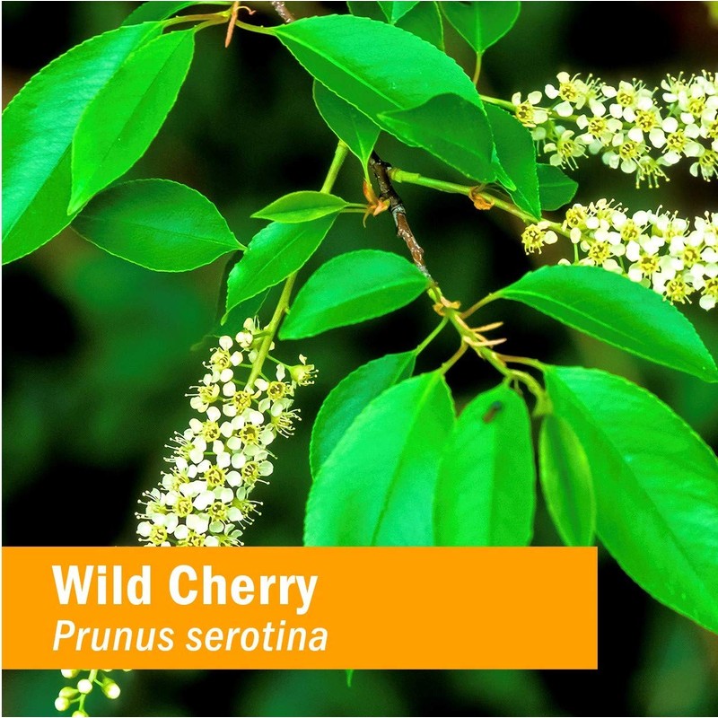 Herb Pharm Certified Organic Wild Cherry Bark Liquid Extract for