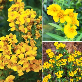 1000+ Seeds Perennial Mexican Mint Tarragon Tagetes Lucida Herb Seed for Planting Outdoor Garden Non-GMO Heirloom American Grown Seeds