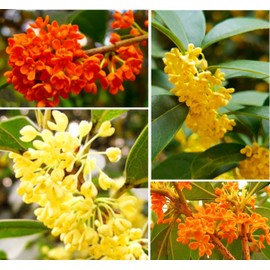 25 Mixed Osmanthus Flower Seeds Fragrans Yellow Orange Bonsai Sweet Olive