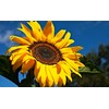 Skyscraper Sunflower Seeds for Planting 40 Seeds Huge 15-20 feet
