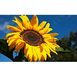 Skyscraper Sunflower Seeds for Planting 40 Seeds Huge 15-20 feet Tall (Skyscraper Sunflower)