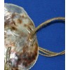 Salty Pelican Drilled Hole Saddle Oysters Large Size Range 4"
