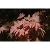 Ruslyn-in-The-Pink Japnese Maple Rich Red and Bronze Leaves - 1