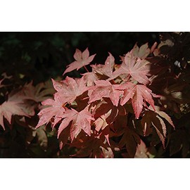 Ruslyn-in-The-Pink Japnese Maple Rich Red and Bronze Leaves - 1 Year Live Plant