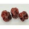 Jamaican Chocolate Habanero Pepper Seeds 10+ Seeds