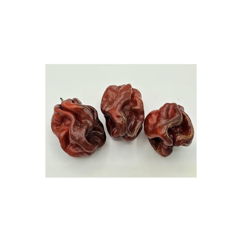Jamaican Chocolate Habanero Pepper Seeds 10+ Seeds