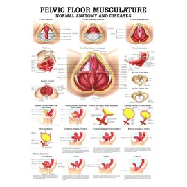 Anatomical Worldwide Pelvic Floor Musculature Laminated Anatomy Chart