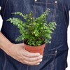 House Plant Shop | Fern 'Mahogany' - 4" Pot |