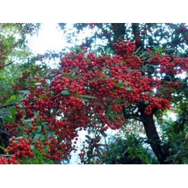 eclectic horthorn berry 500mg x 135 capsules e384