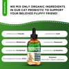 Probiotics for Cats for Digestive Support – Cat Probiotics for