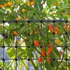 GAESHOW 3 Pieces 60 x 120 cm Climbing Plant Netting