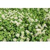 Ladino Clover Seed: Nitro-Coated, Inoculated - 10 LBS