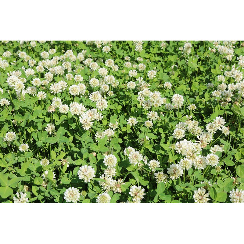 Ladino Clover Seed: Nitro-Coated, Inoculated - 10 LBS