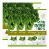 Polish Organic Curly Kale 100 14 packs x 6 pcs 23080476673596 / 폴란드 유기농 컬리케일 100 14포X6개23080476673596