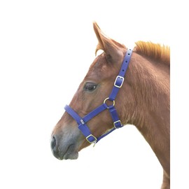 Shires Foal Nylon Headcollar Royal