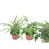 Fern Variety Pack (4 Plants) (4" Pots)