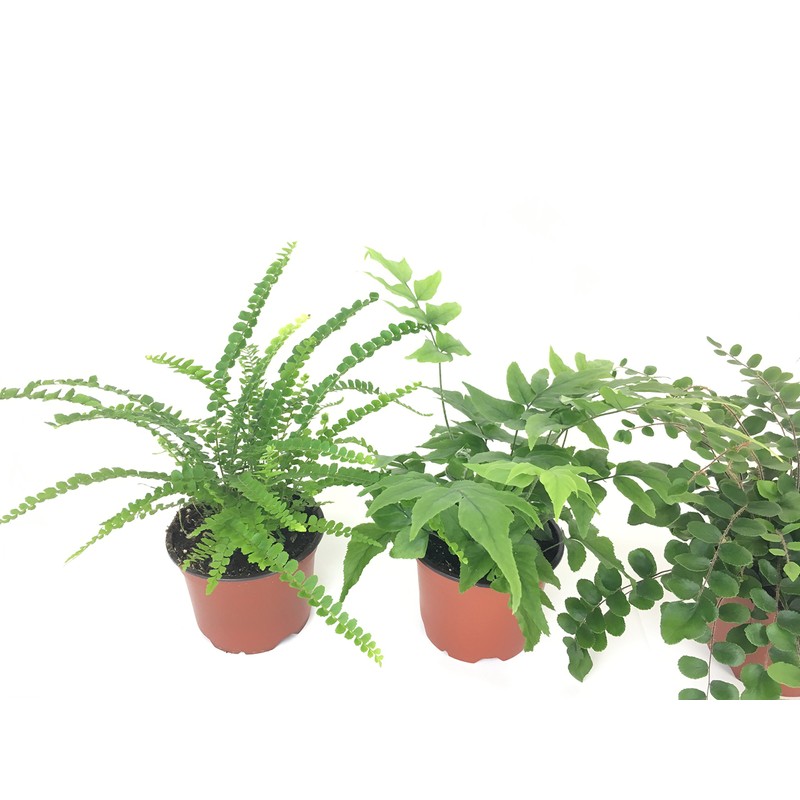 Fern Variety Pack (4 Plants) (4" Pots)