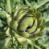 PREMIER SEEDS DIRECT - Artichoke Italian – Green Globe -